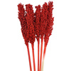 SORGO MILLO KOLOR CZERWONY 5 szt. Sorghum susz florystyczny do dekoracji rośliny na suche bukiety do wazonu
