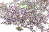 ZATRWIAN KOLOR NATURALNY BLADOWRZOSOWY (Limonium) suszone kwiaty suszki ozdobne na bukiety
