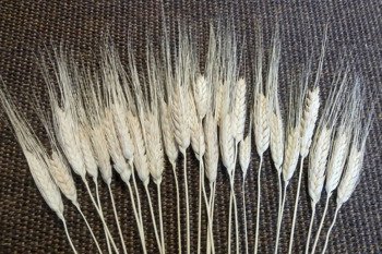 PSZENICA FRANCUSKA WYBIELANA zboże suszone pszenica z włosem kłosy zbóż formy ościstej