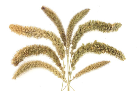 WŁOŚNICA WIELKOKŁOSOWA KOLOR NATURALNY większe kłosy ~20 szt. (Setaria macrostachya) trawa ozdobna na suche bukiety