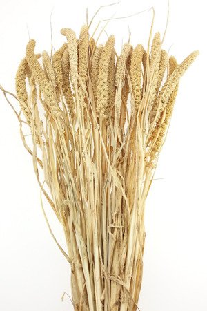 WŁOŚNICA WYBIELANA krótsze kłosy ~30 szt. (setaria) suszona trawa ozdobna na suche bukiety suszki do wazonu