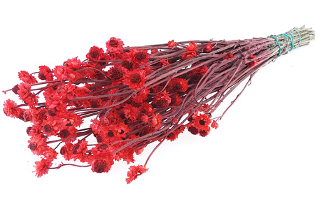 ZŁOCISZEK OSKRZYDLONY KOLOR CZERWONY wiekuistka rozgałęziona (Ammobium alatum) suszki dekoracyjne kwiaty suszone na bukiety